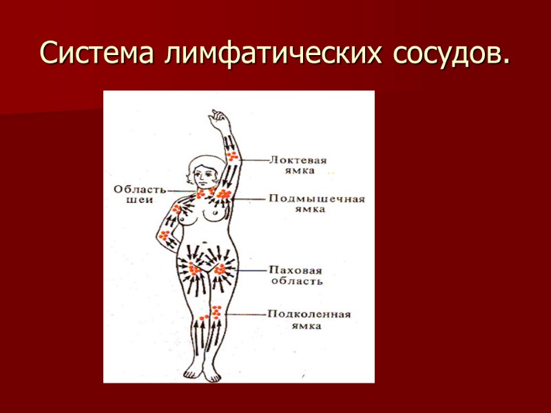 Система лимфатических сосудов. 1